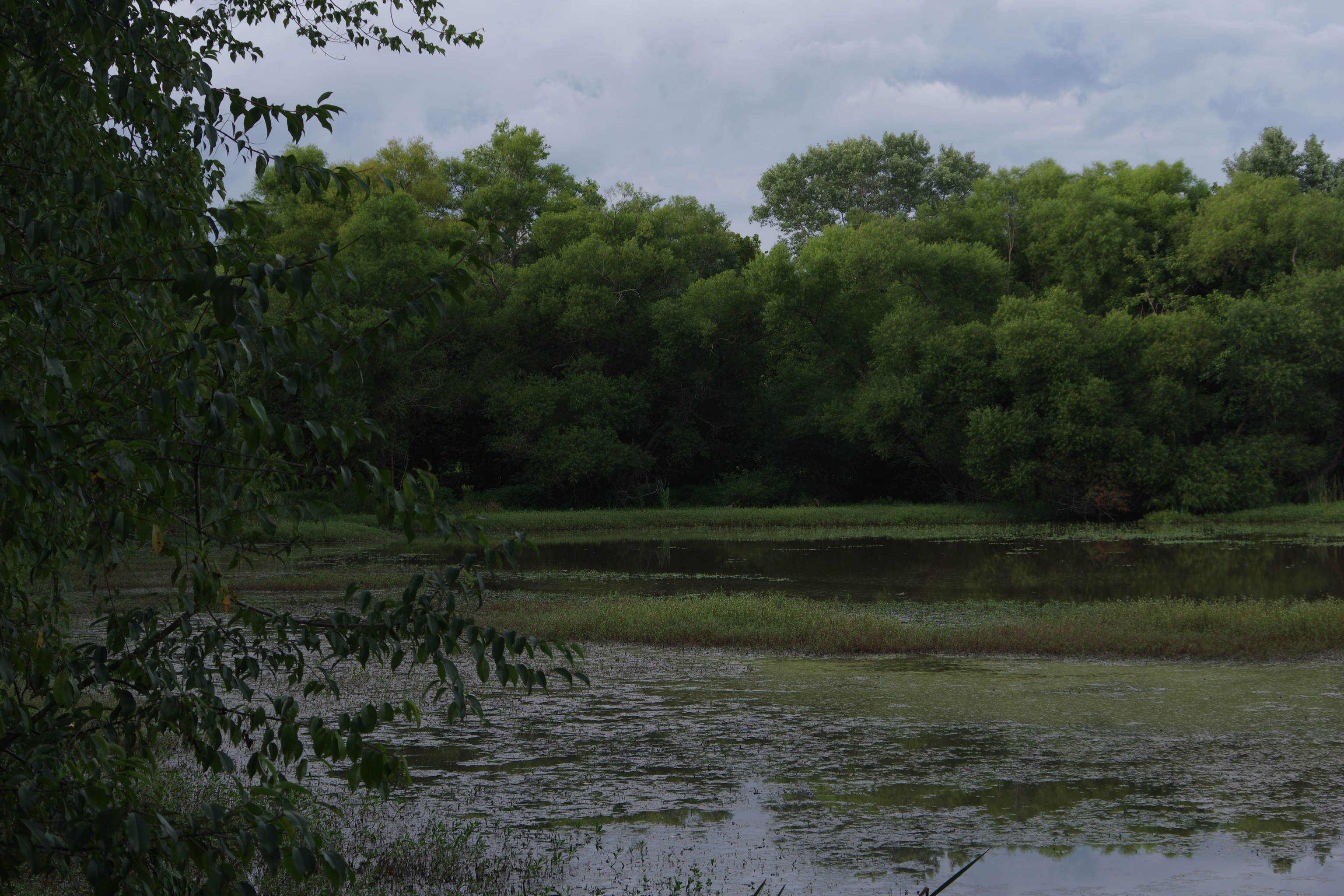 Conestee pond and trees
