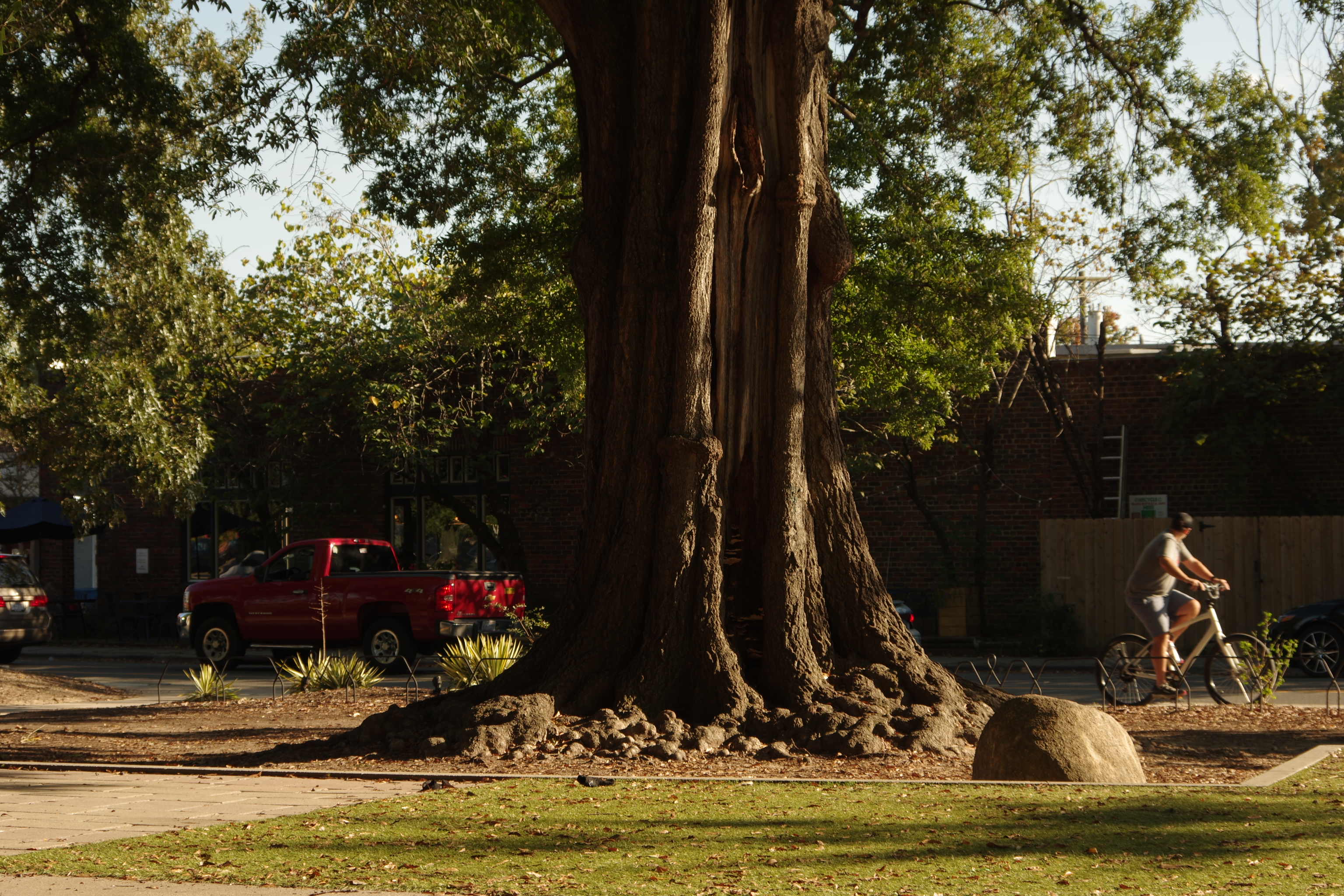 Colorful chairs surrounding trees