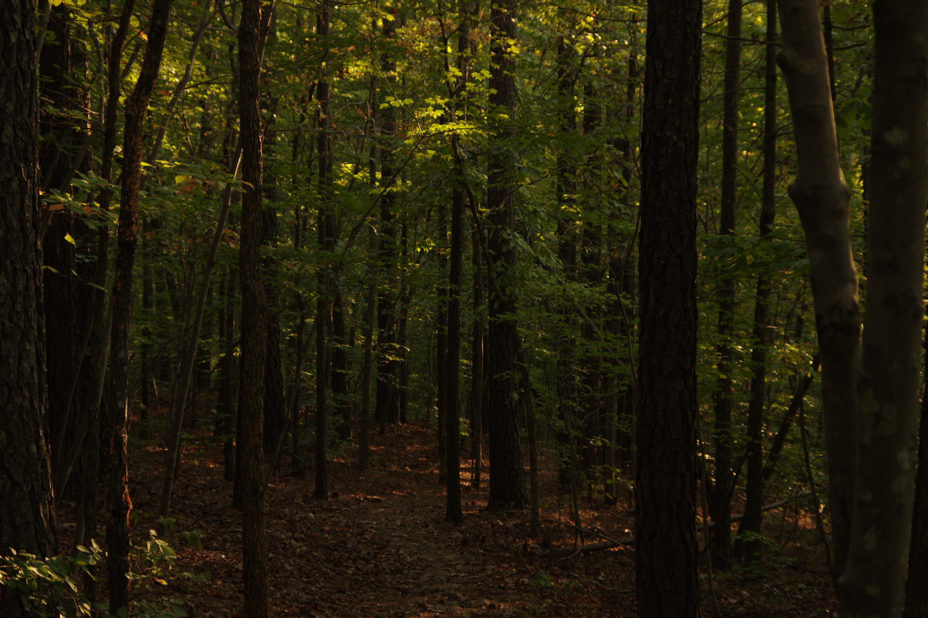 Large tree in front of street and red truck