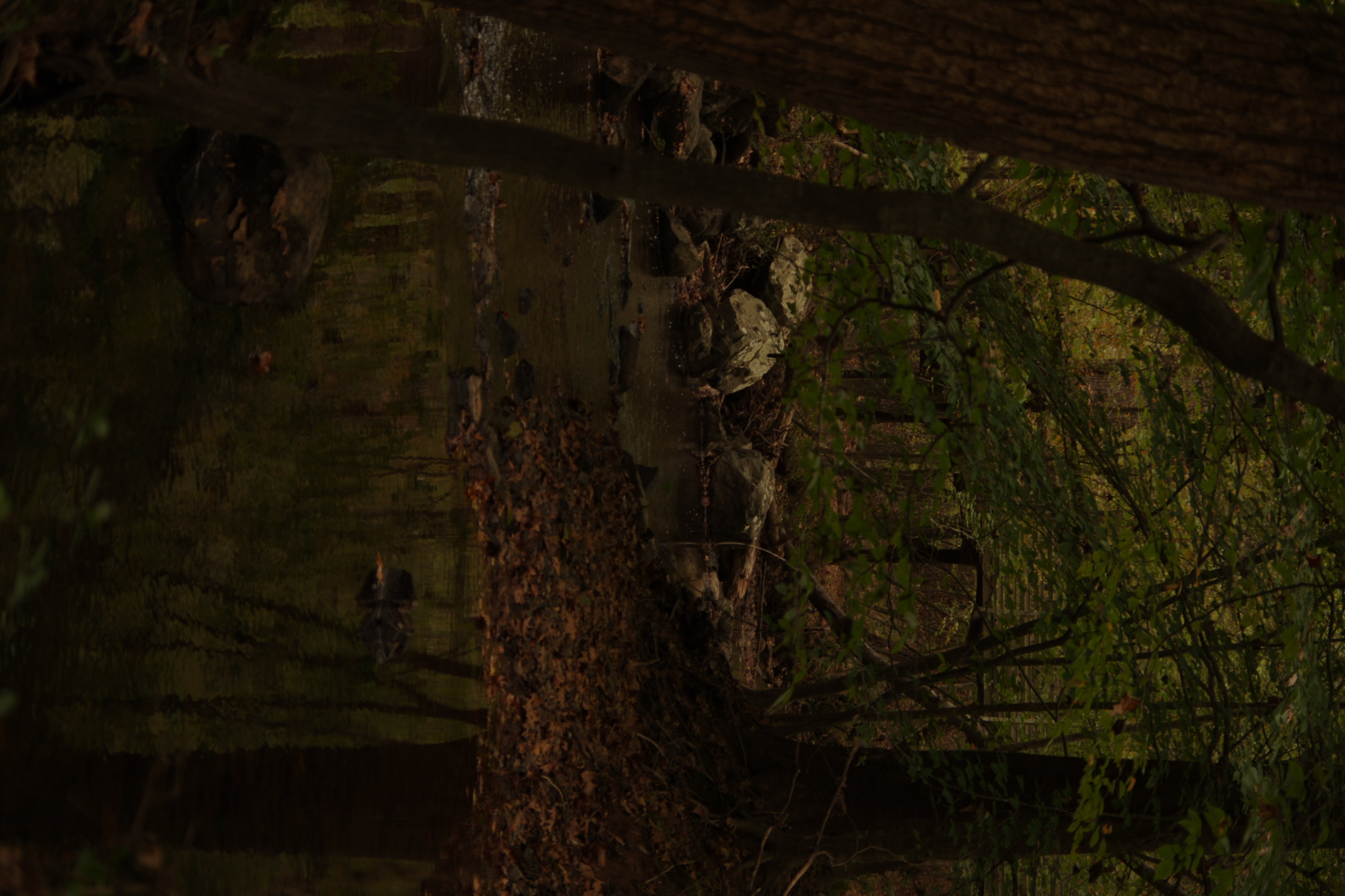 Trees surrounding still water 