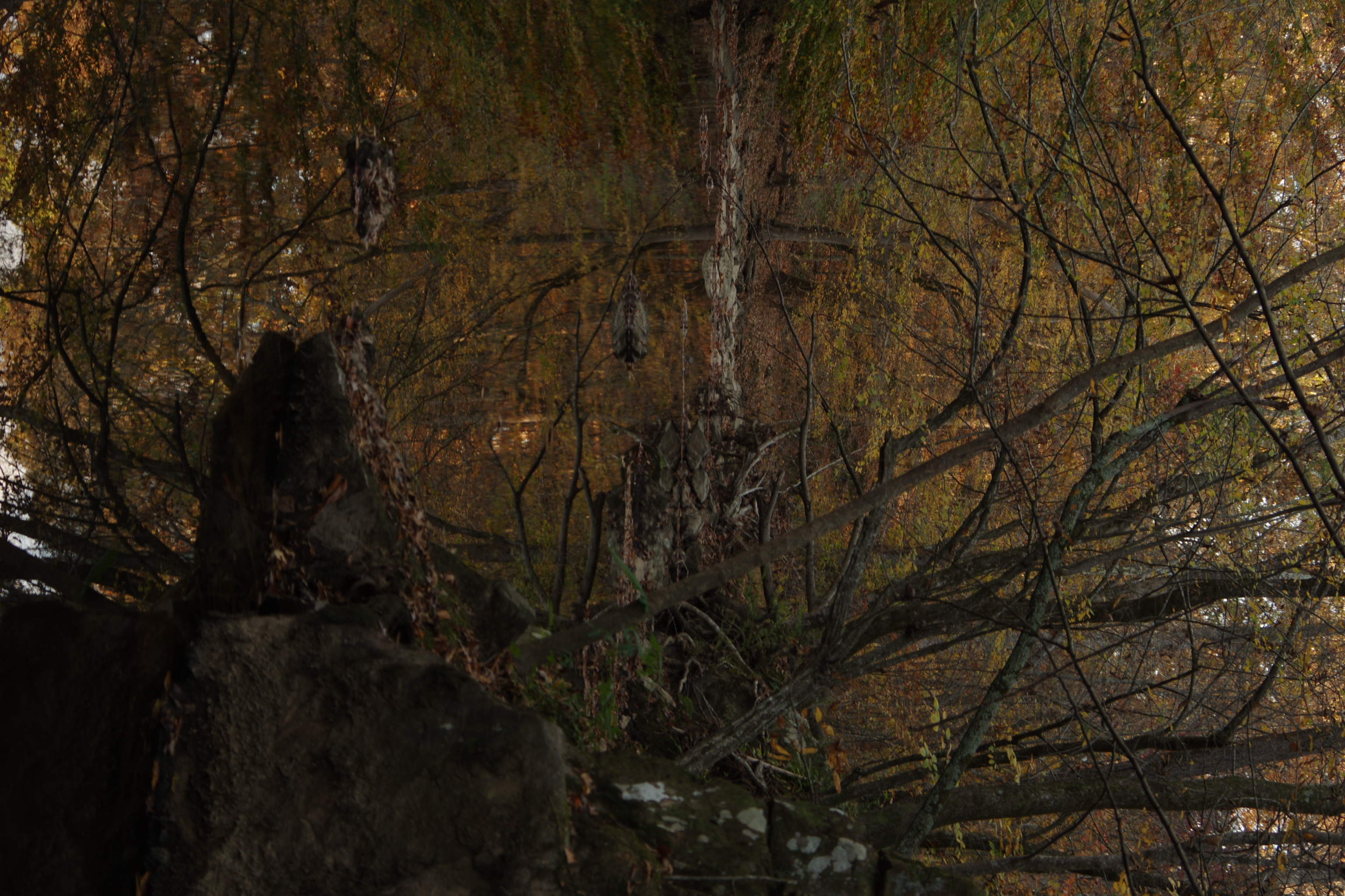 Very reflective still water with rock and trees 