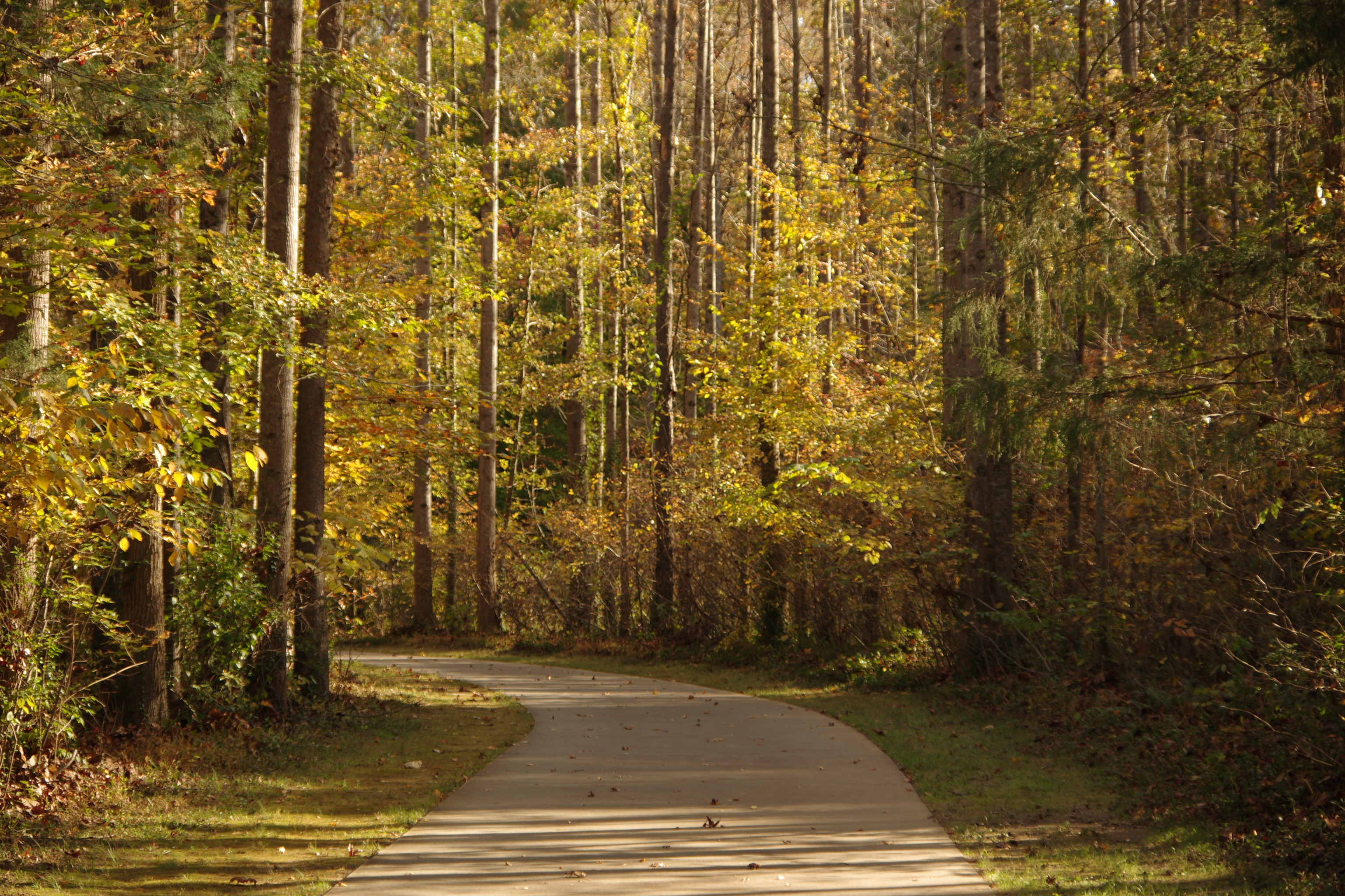 Yellow trees surrounding concrete path