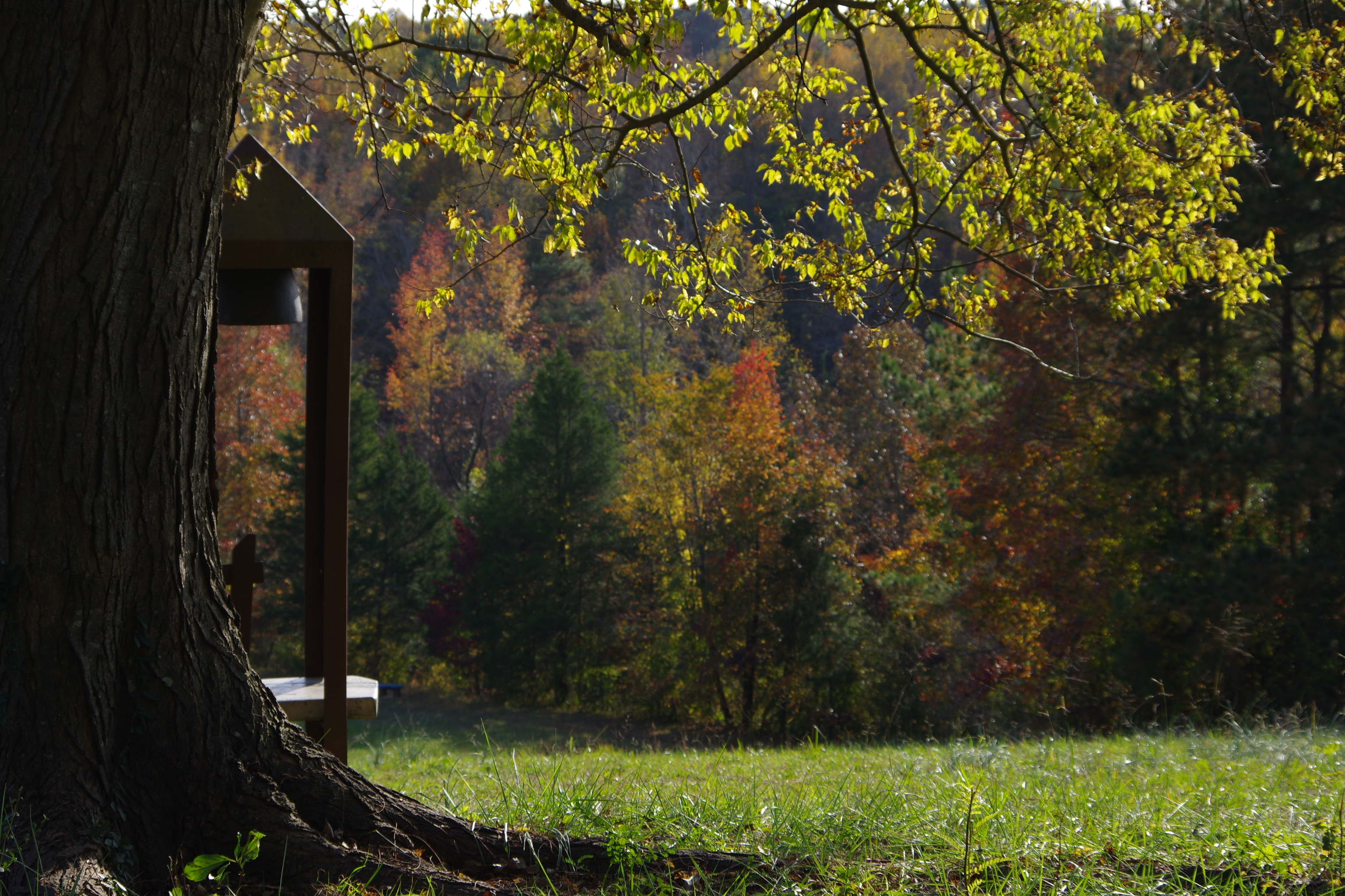 Closeup tree with colorful tress behind it