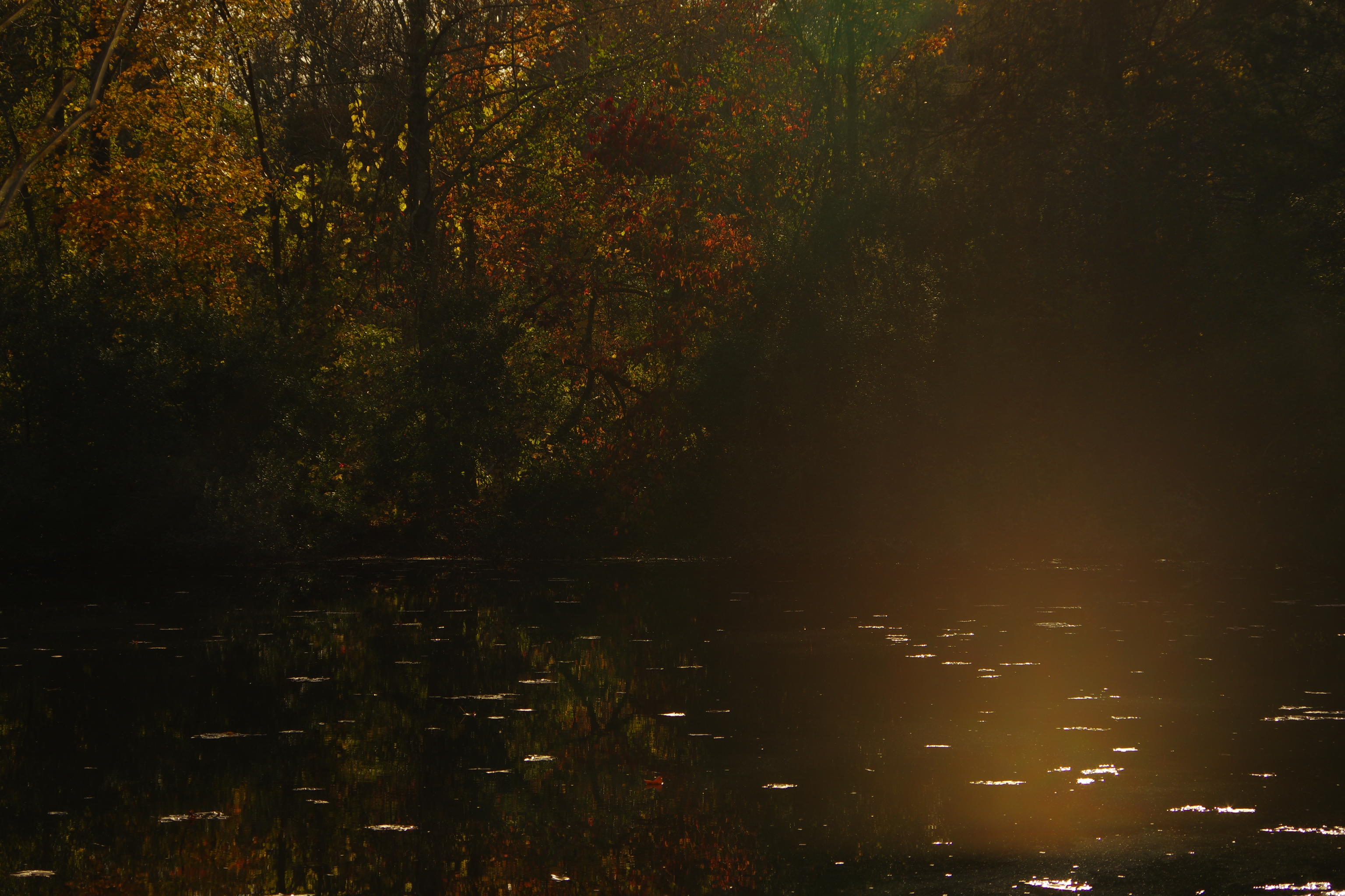 Trees surrounding pond with bright flare
